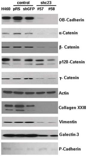 COL18A-4.jpg