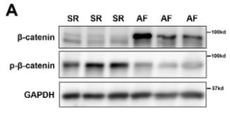 CTNNB1-3.jpg