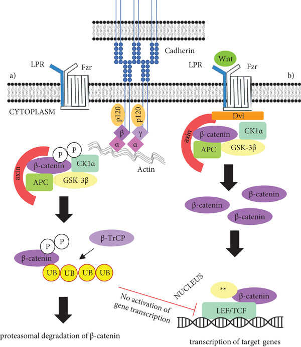 CTNNB1-7.jpg