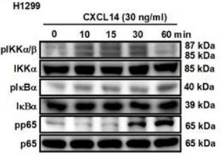 CXCL14-4.jpg