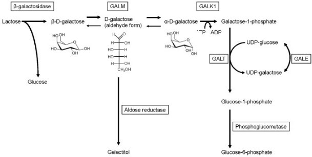GALK1-9.jpg