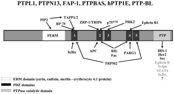 PTPN13-9.jpg