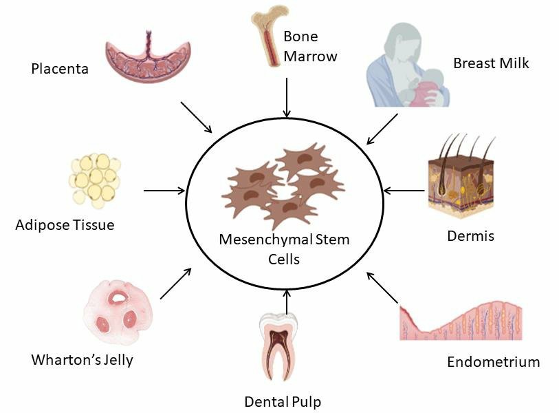 Sources of mesenchymal stem cells.
