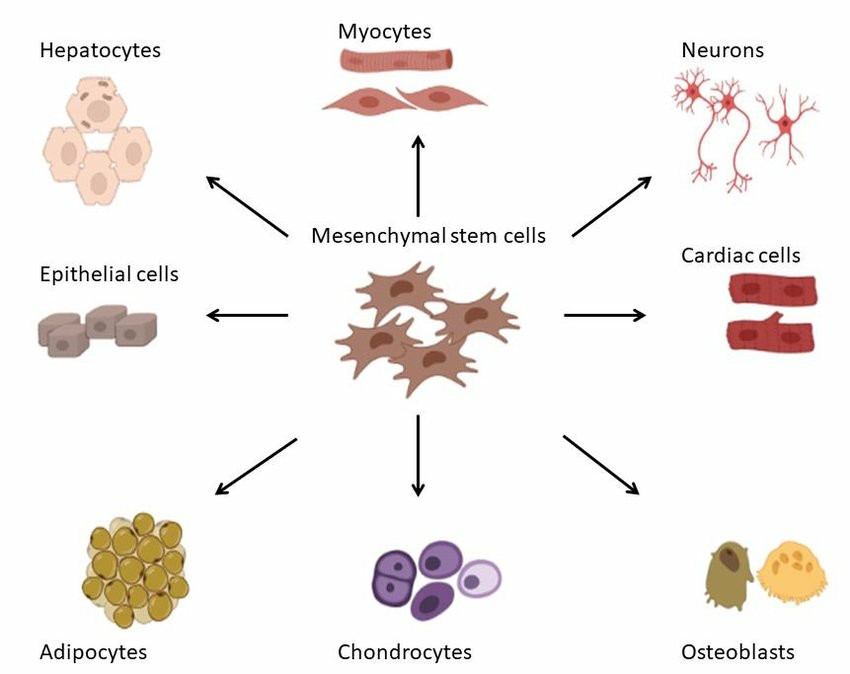 The differentiation potential of mesenchymal stem cells.