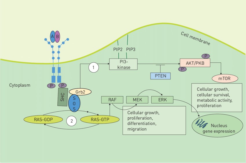 Platelet-Derived Growth Factor (PDGF) Signaling Pathway.