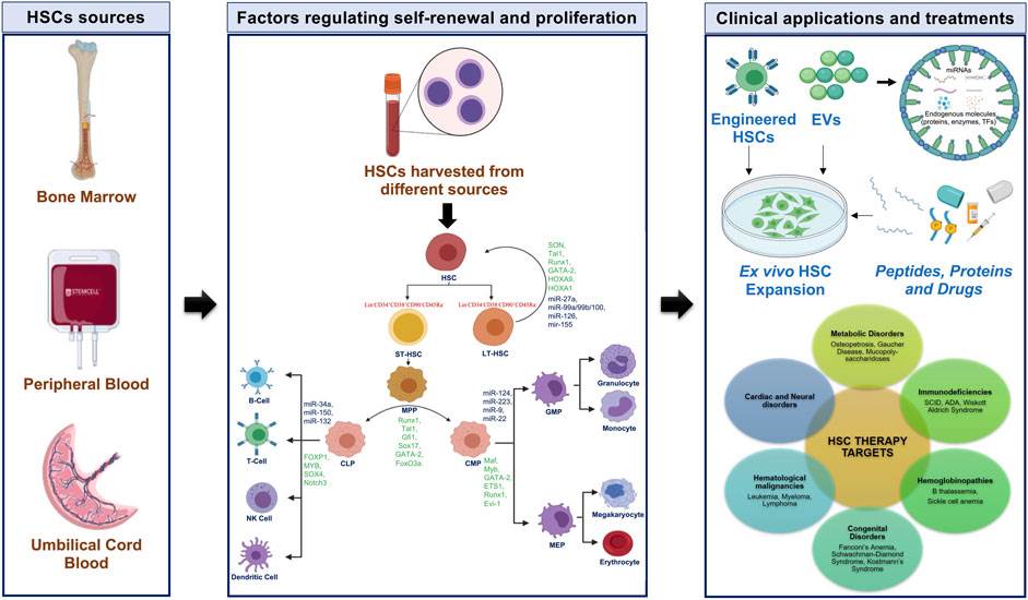 Human hematopoiesis with characteristic markers, TFs, and miRNAs with potential approaches for HSCs in clinical applications.