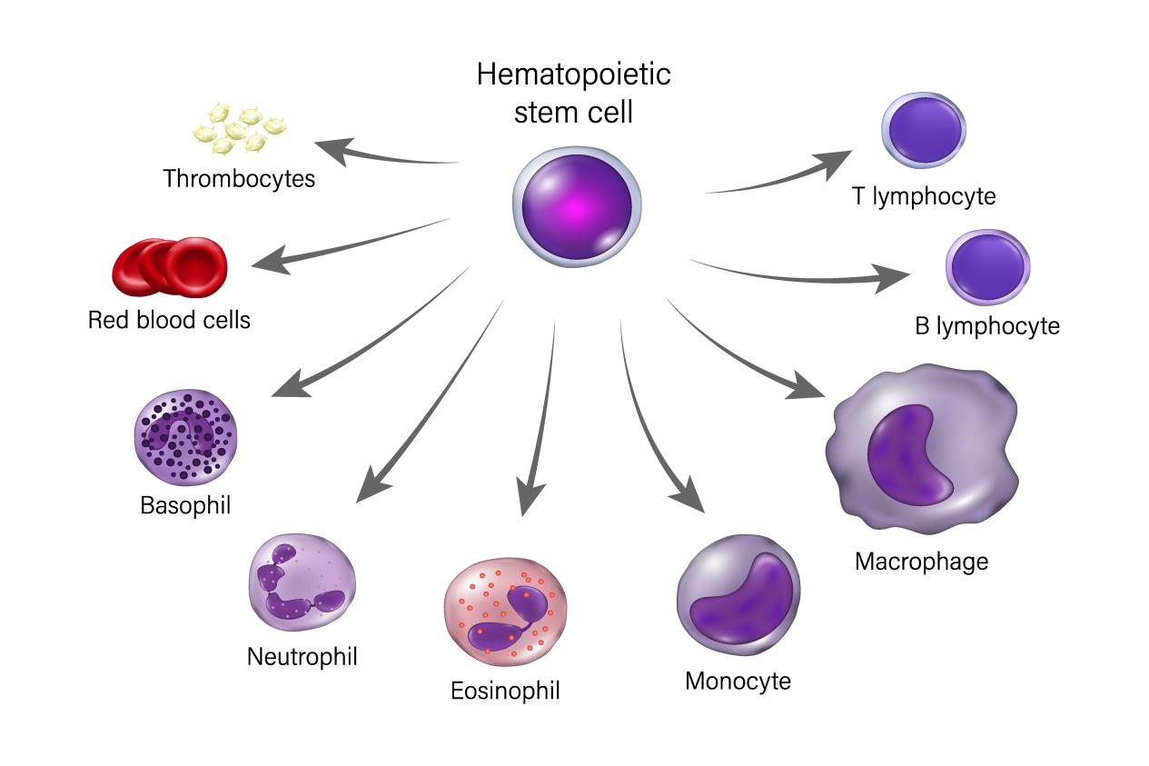 Scheme of haemopoiesis.