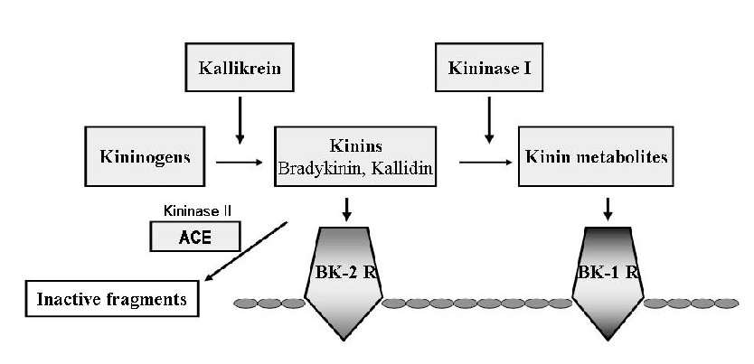 The human kininogen-kallikrein-kinin-system. 