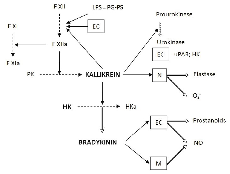 The fibrinolytic (plasminogen–plasmin) system. 