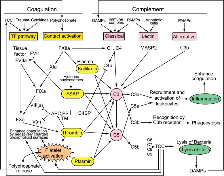 Crosstalks between coagulation, fibrinolysis and complement systems.