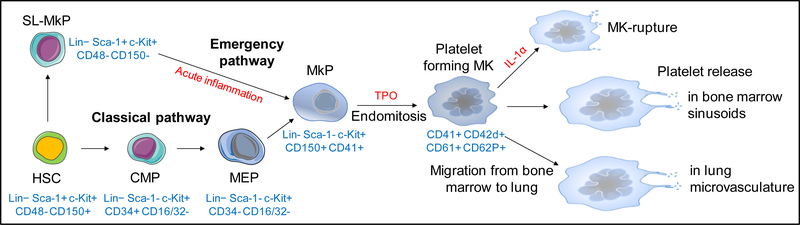 Megakaryocyte development from HSC to platelet.