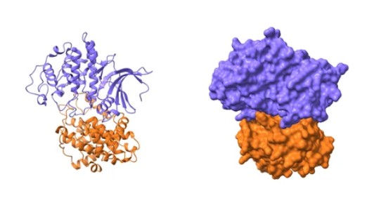 CDK2 recombinant proteins - Creative BioMart 