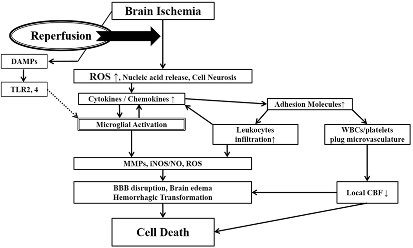 Ischemia-induced inflammation in association with reperfusion injury. 