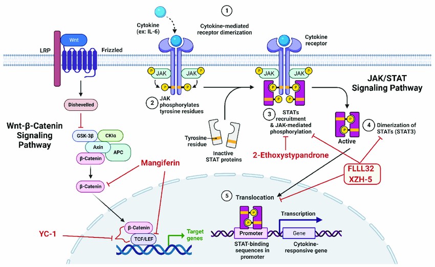 Schematic representations of emerging small molecule inhibitors of Wnt signaling pathway and STAT3 signaling pathway.