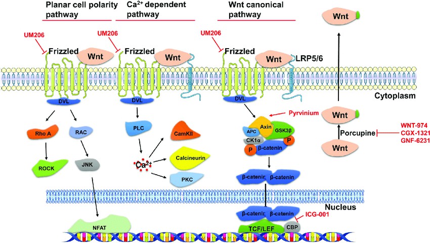 Wnt signaling pathways and the intervention targets of Wnt pathway inhibitors.