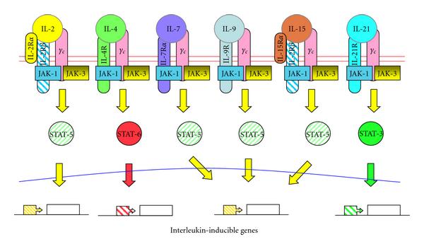 The family of cytokines sharing the common cytokine-receptor γc in their receptor complexes.
