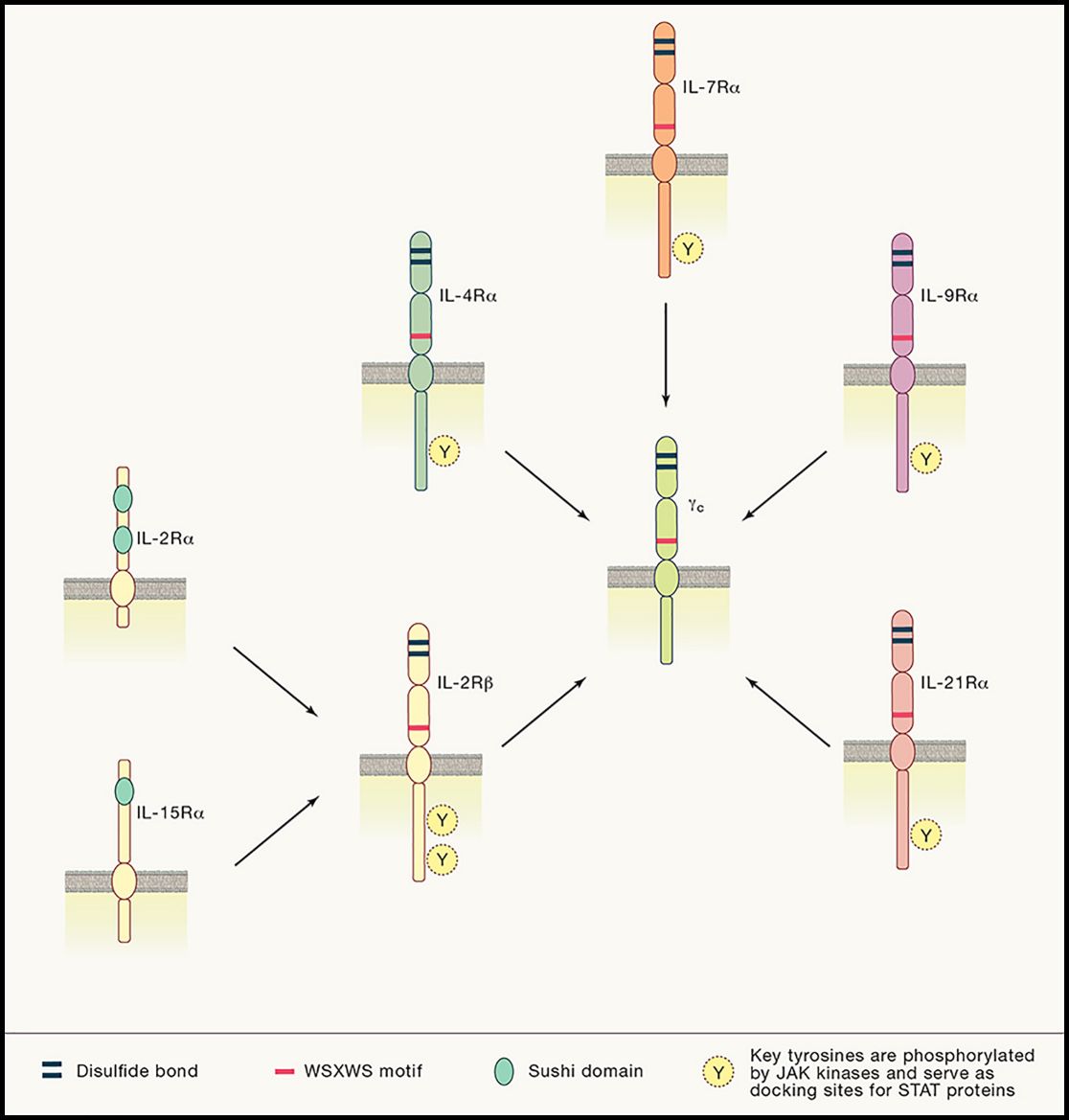 Schematic of γc family cytokine receptor chains.