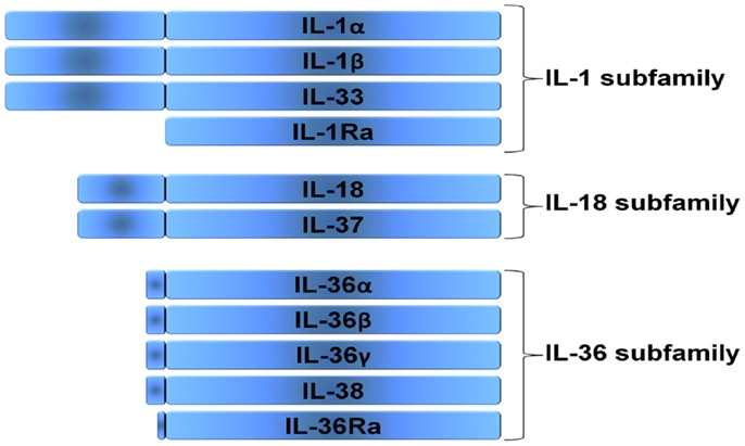 The IL-1 family is divided into three subfamilies based on the length of its predecessor.