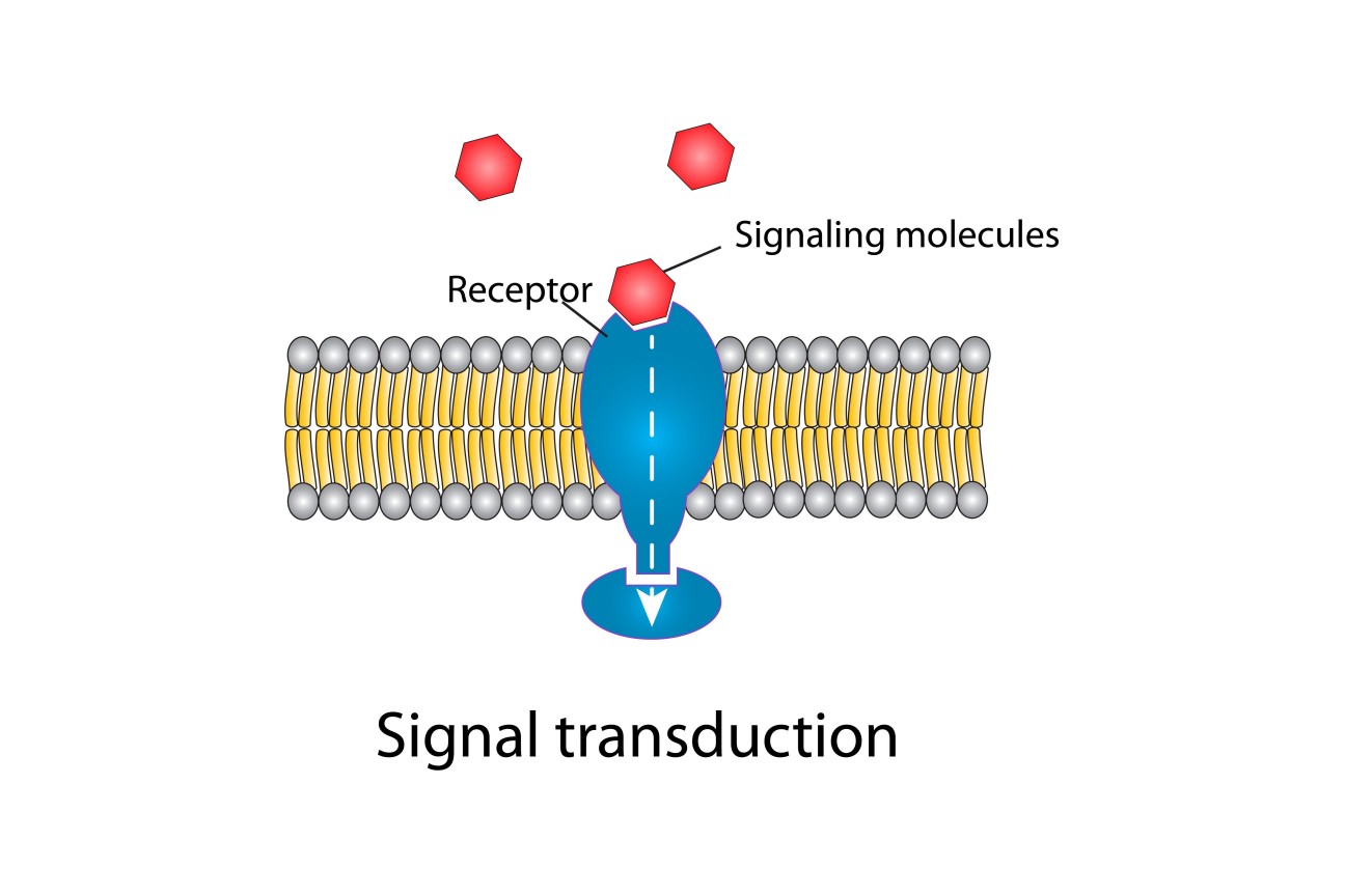 Signaling molecules - Creative BioMart