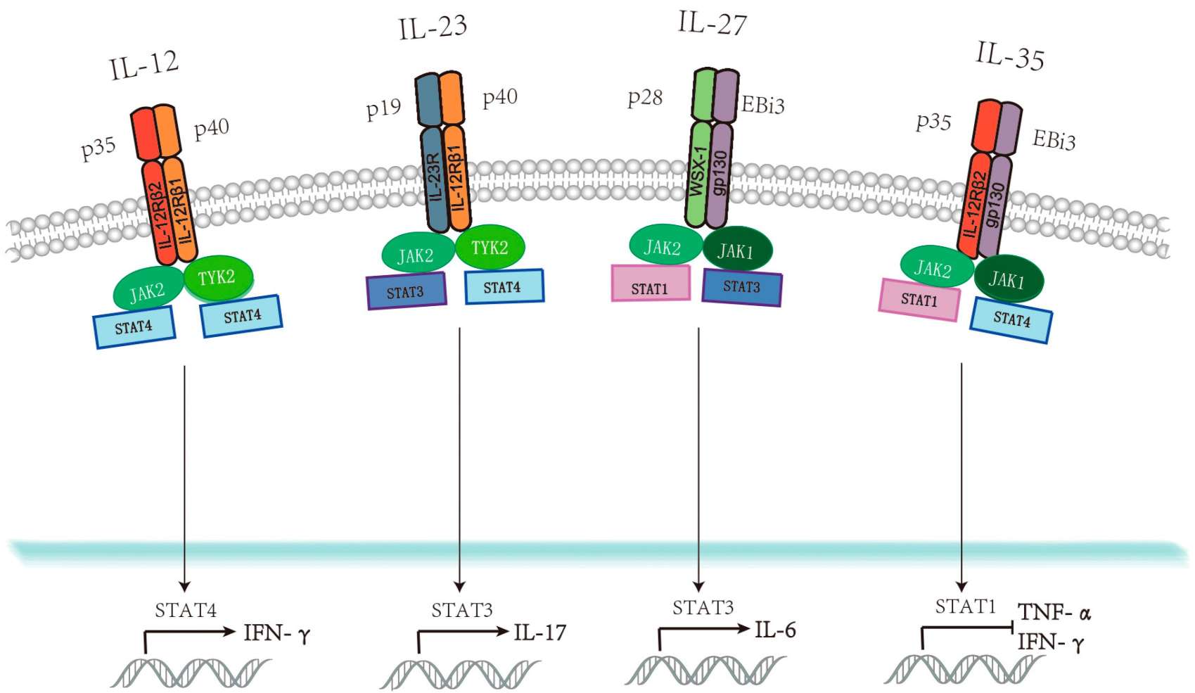 Interleukin 12 (IL-12) family members, corresponding receptors, and regulation of downstream signaling pathways.