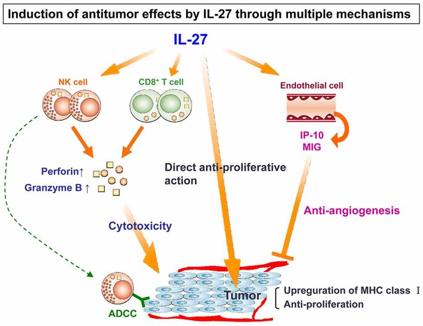 Possible mechanisms of the antitumor effects of IL-27 on melanoma cells.