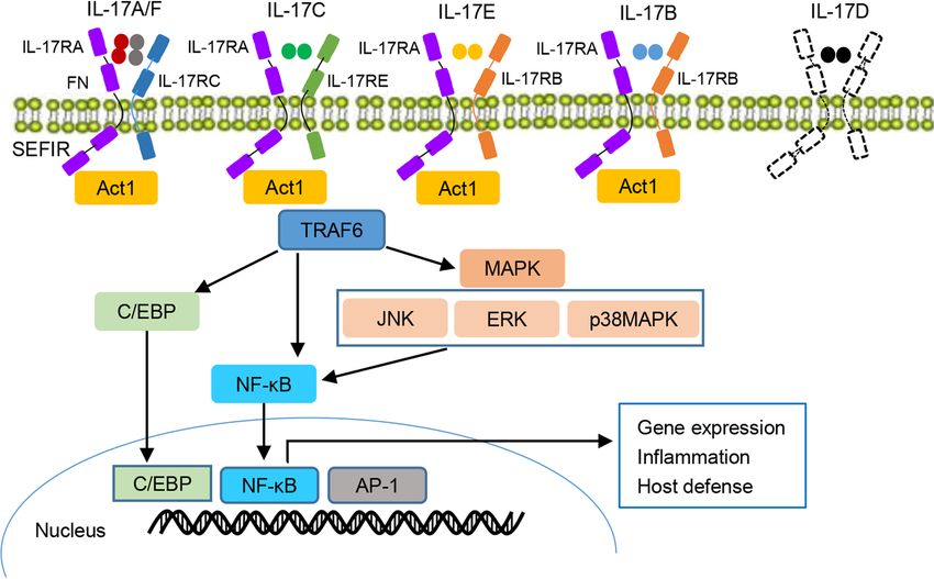 IL-17 cytokines, receptors, and signaling.