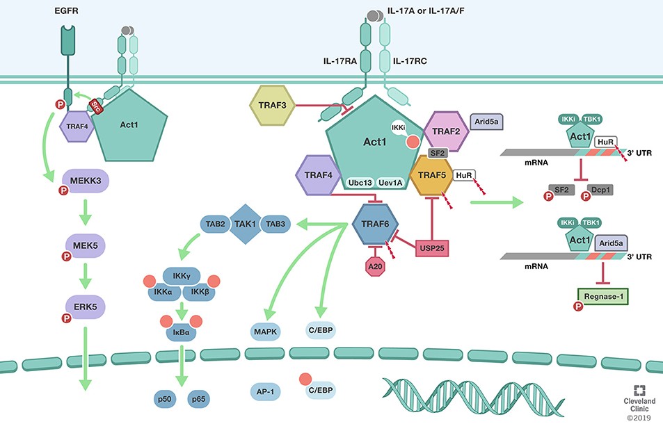 TRAFs in IL-17 signaling pathway.