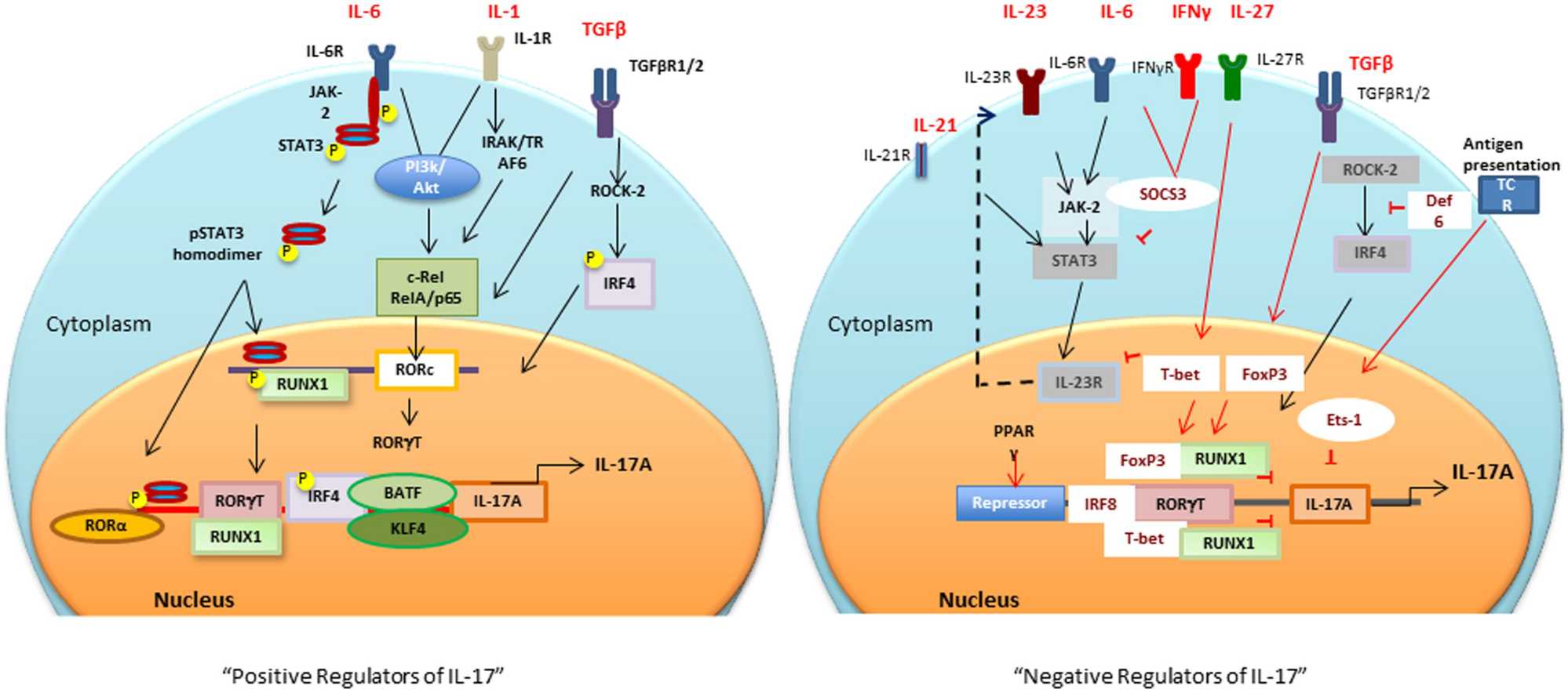 Positive and negative transcriptional tegulators of IL-17 induction.