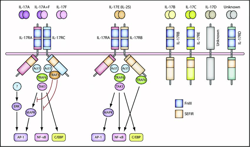 L-17 and the IL-17 receptor families.