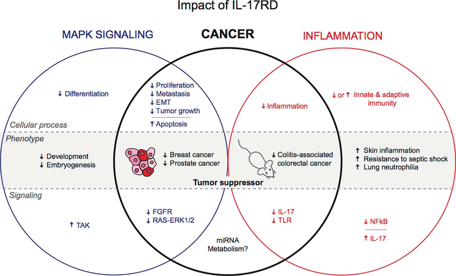 Postulated functions of IL-17RD in physiology and cancer.