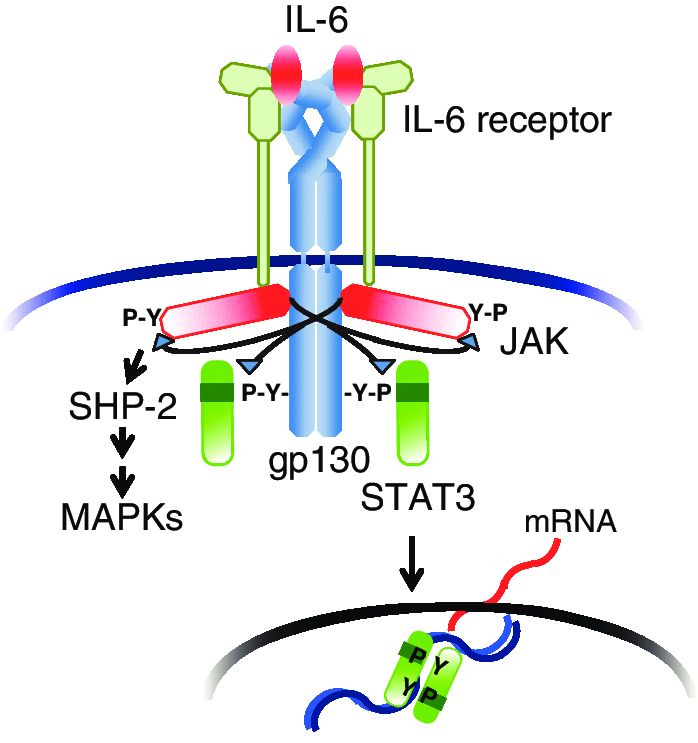 IL-6 receptor system.