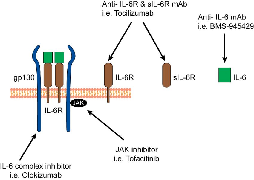 Therapeutic blockade of IL-6 and IL-6 receptor.