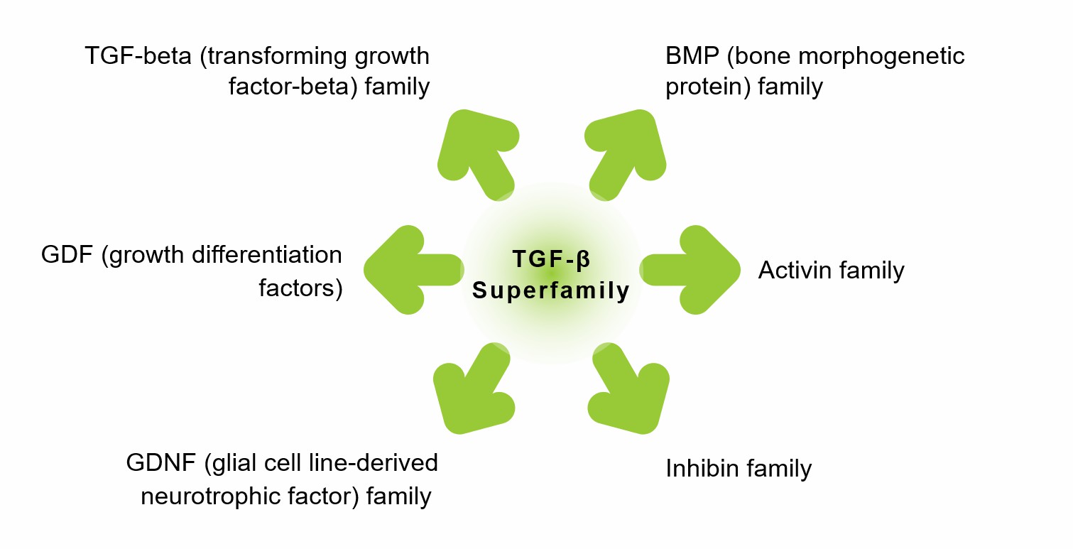 TGF-beta Superfamily - Creative BioMart 
