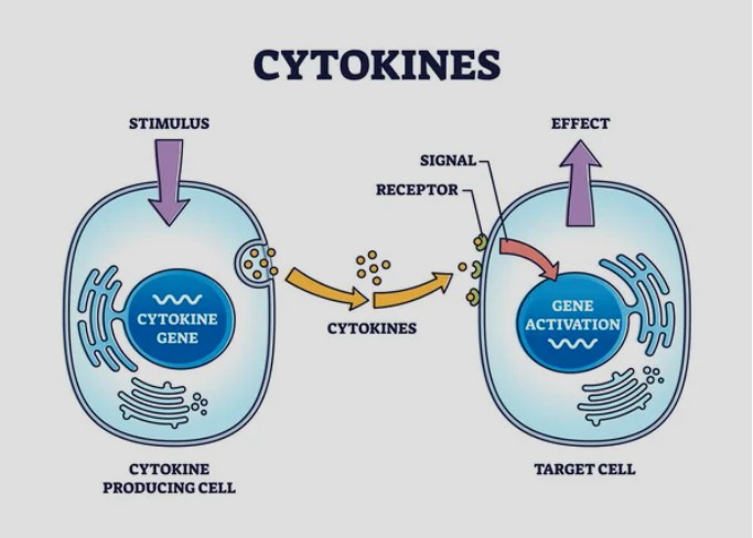 Other Cytokines & Receptors 1 - Creative BioMart