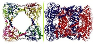 The Very Special Structure of an Enzyme