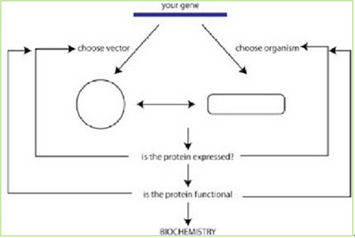 How to make recombinant proteins