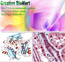 Methionine Adenosyltransferase Related Researches and Products--Creative BioMart