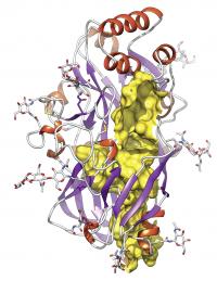 Scientists Successfully Decode the Structure of Protein LIMP-2