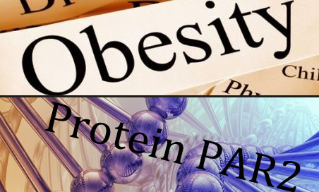 A Novel Biomarker for Metabolic Dysfunction and New Hope for Obesity—Protein PAR2
