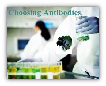 Tips for Choosing Antibodies at Creative BioMart