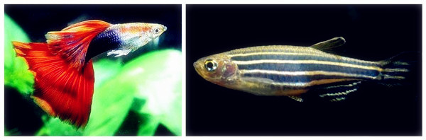 Angiopoietin-1 Was Found to Has Control over Fish Brain Size and Intelligence
