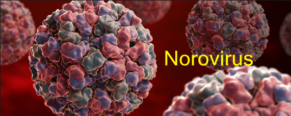 Virus-specific Antibody—New Clue to against Norovirus Infection