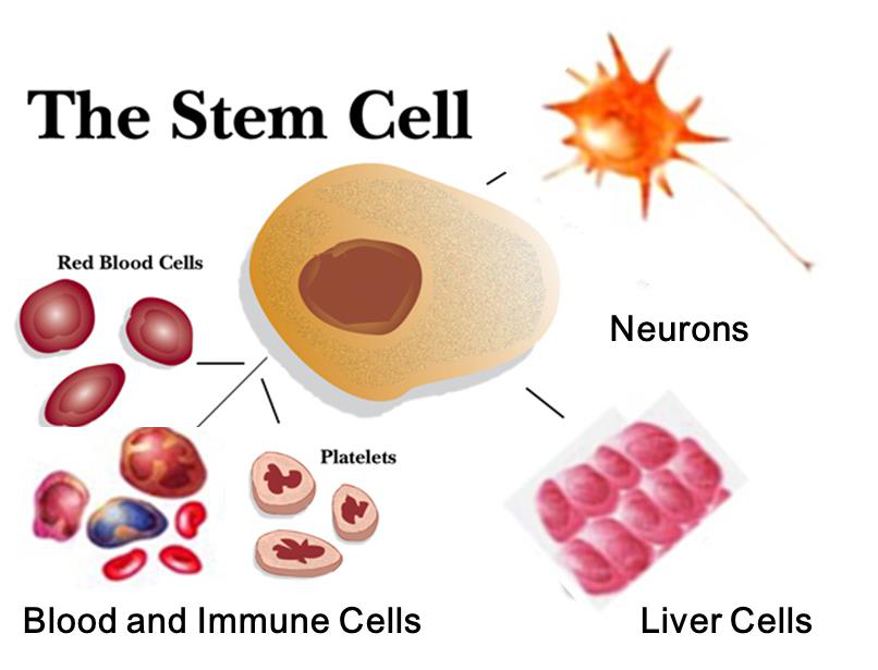 Image result for stemcell