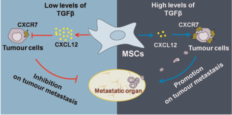 Mechanisms for enhanced tumour metastasis through TGFβ–CXCL12–CXCR7 axis. 
