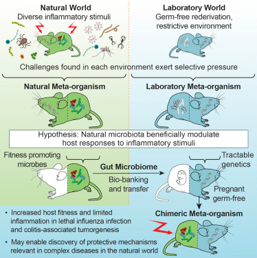 Wild Mouse Gut Microbiota Promotes Host Fitness and Improves Disease Resistance