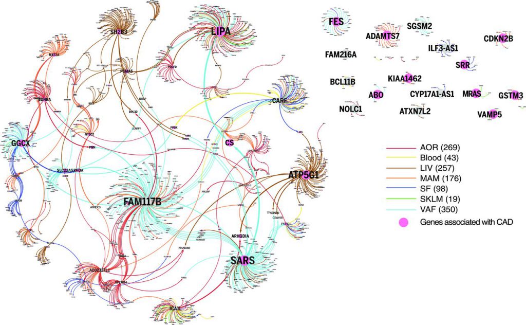 A cis/trans-gene–regulatory network of CAD risk SNPs.