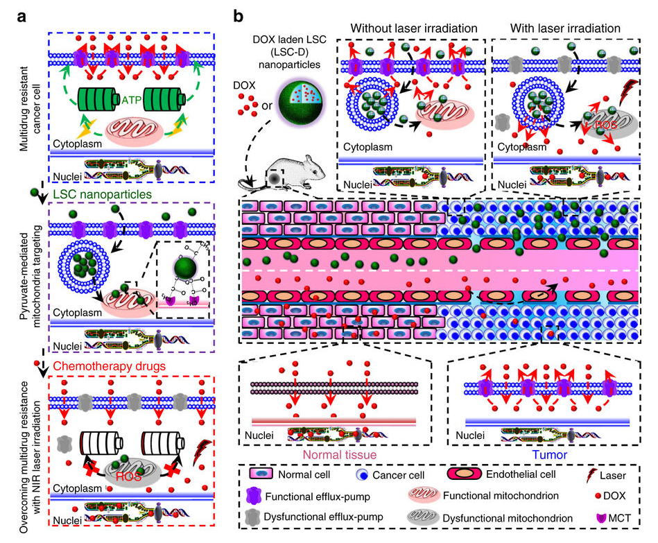 A schematic illustration of the strategy for overcoming cancer drug resistance.