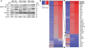 Fig. 3 Cdk5 gene silencing alters the IFN-γ signaling pathway and is associated with hyperphosphorylation of IRF2BP2.