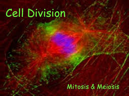 Insight: the Mechanism to Maintain the Spindle at the Cell Center during Mitosis