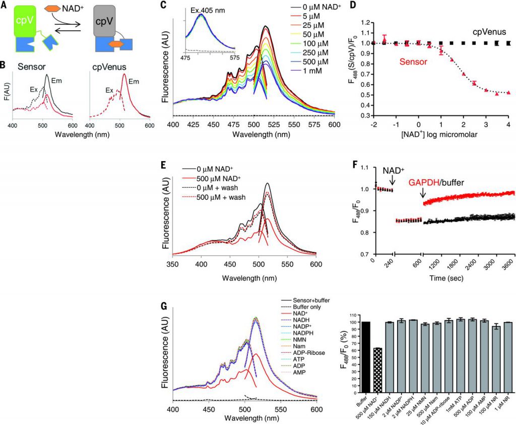 Characterization of a NAD+ biosensor